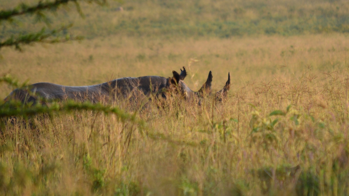 Black rhinoceros in tall grass in Lake Nakuru National Park, Kenya