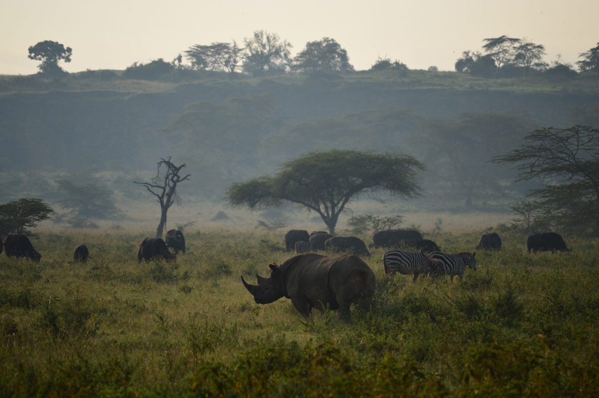 Black rhinoceros and zebras in Lake Nakuru National Park, Kenya