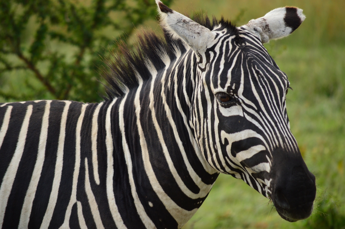 Adult zebra in Lake Nakuru National Park, Kenya