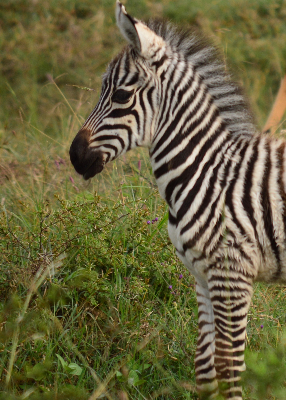 Baby zebra in Lake Nakuru National Park, Kenya