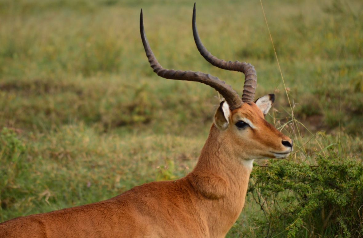 Grant's Gazelle in Lake Nakuru National Park, Kenya