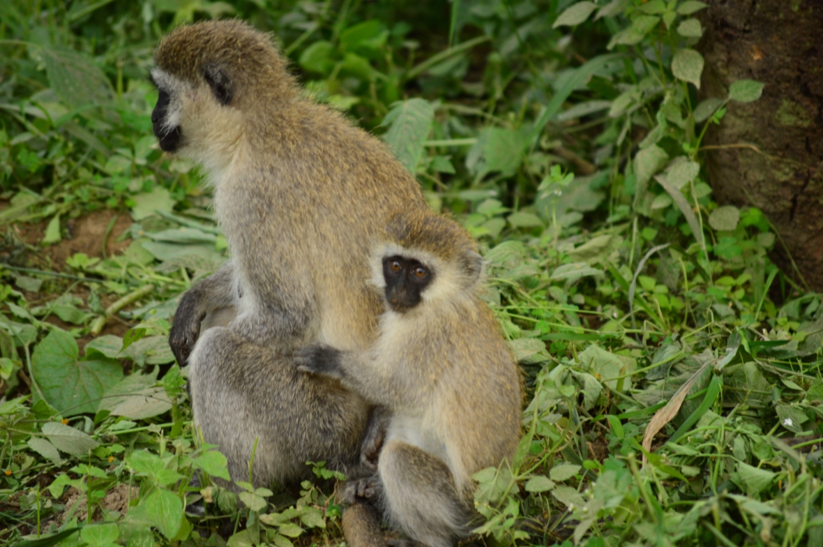 Vervet monkeys being all cute in Lake Nakuru National Park, Kenya