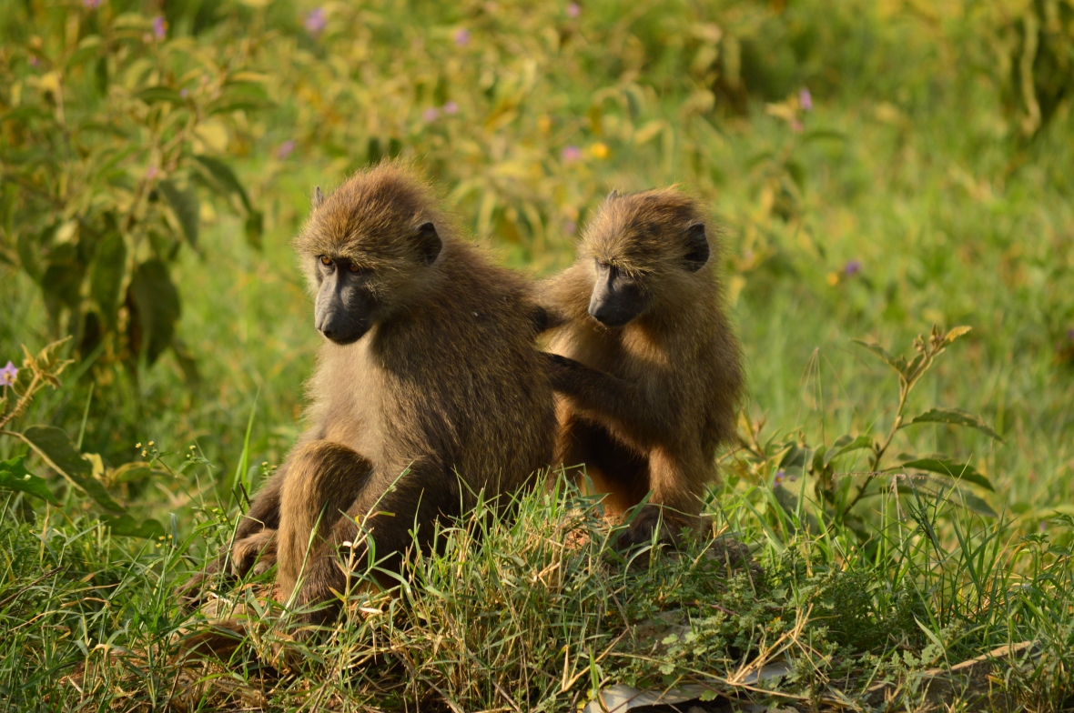 Vervet monkeys grooming in Lake Nakuru National Park, Kenya