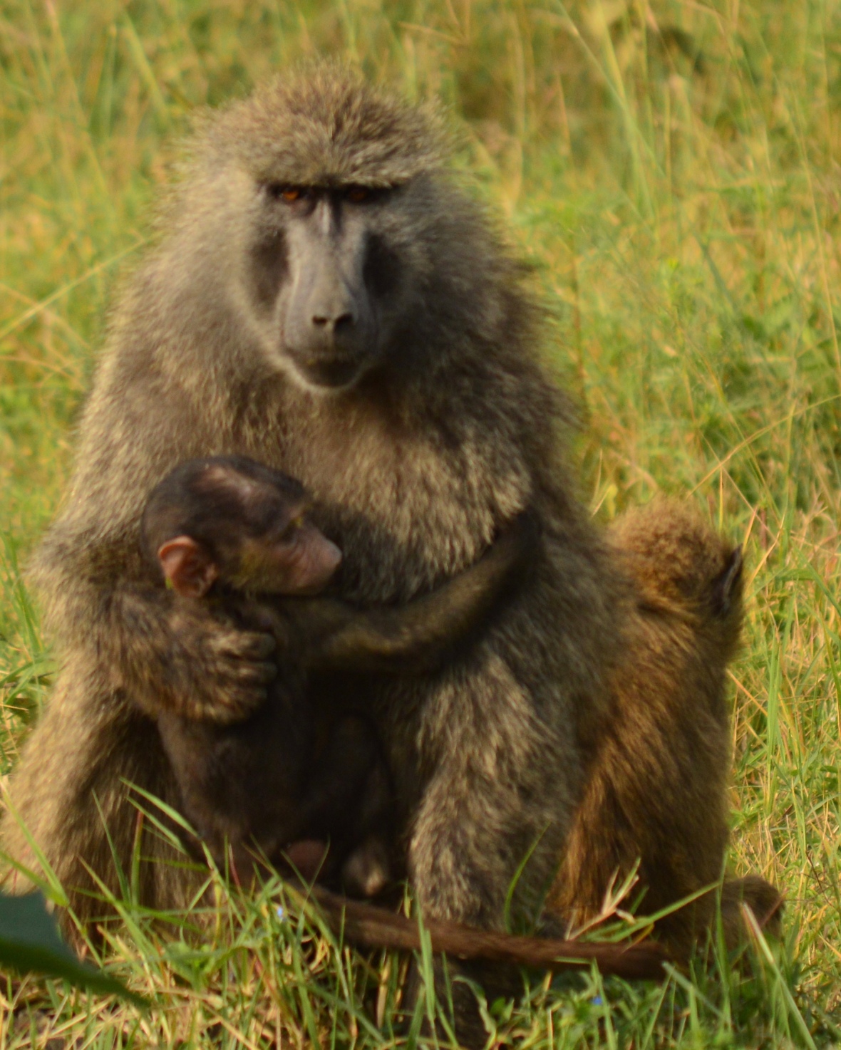 Baboon family hugging in Lake Nakuru National Park, Kenya