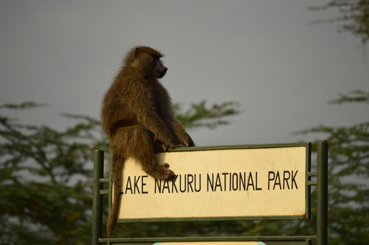 Baboon sitting on entrance sign for Lake Nakuru National Park, Kenya