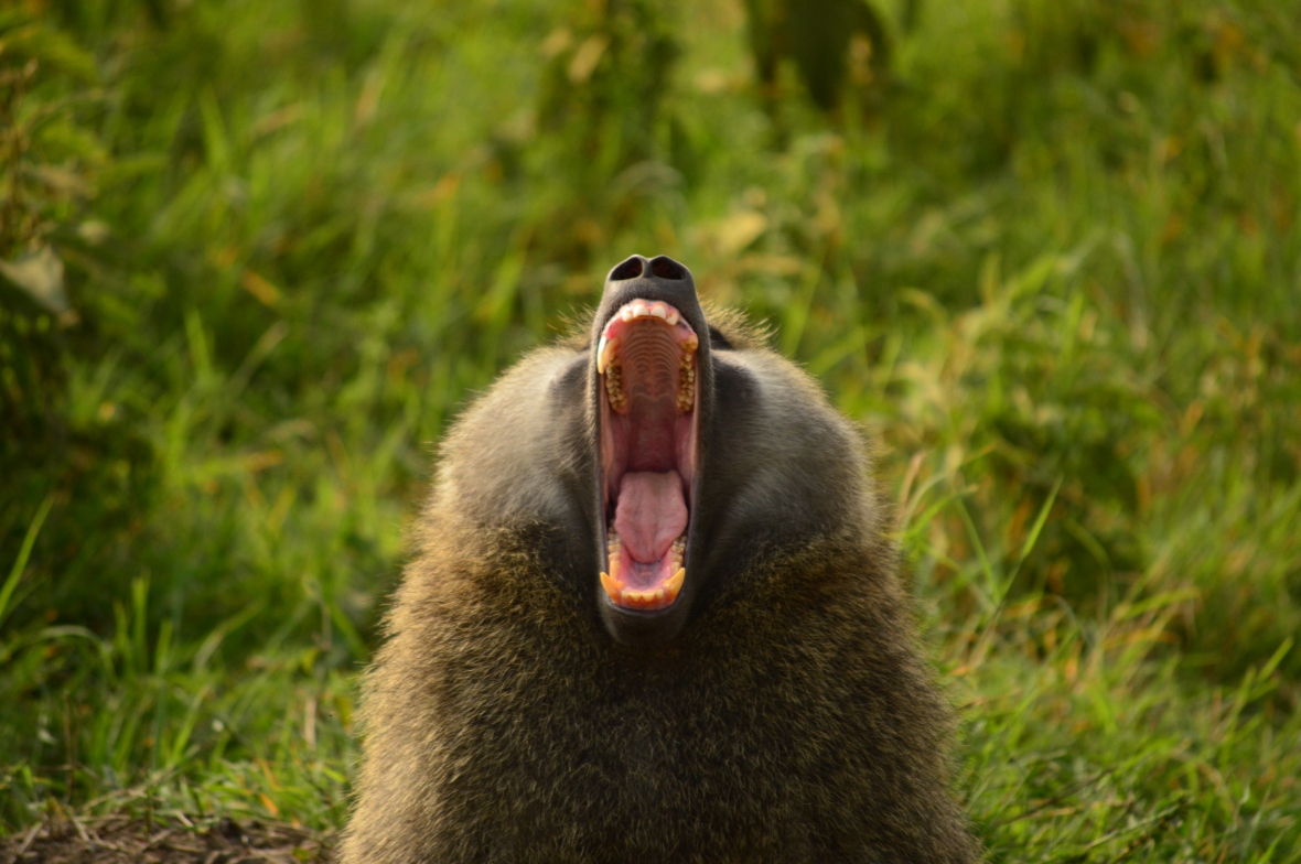 Baboon flashing its fangs in Lake Nakuru National Park, Kenya
