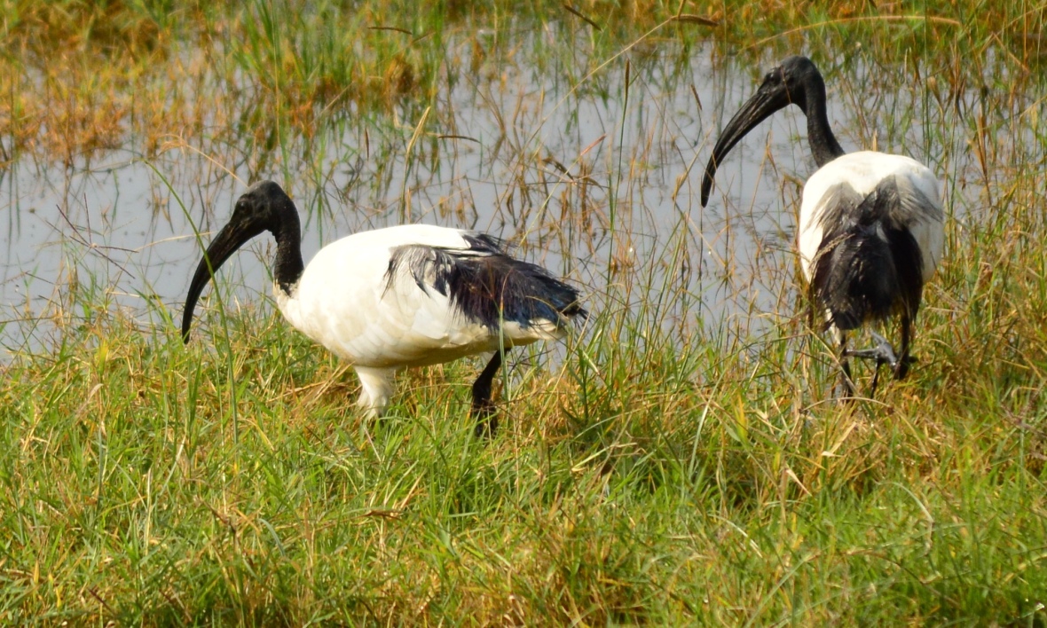 Sacred ibis in Lake Nakuru National Park, Kenya