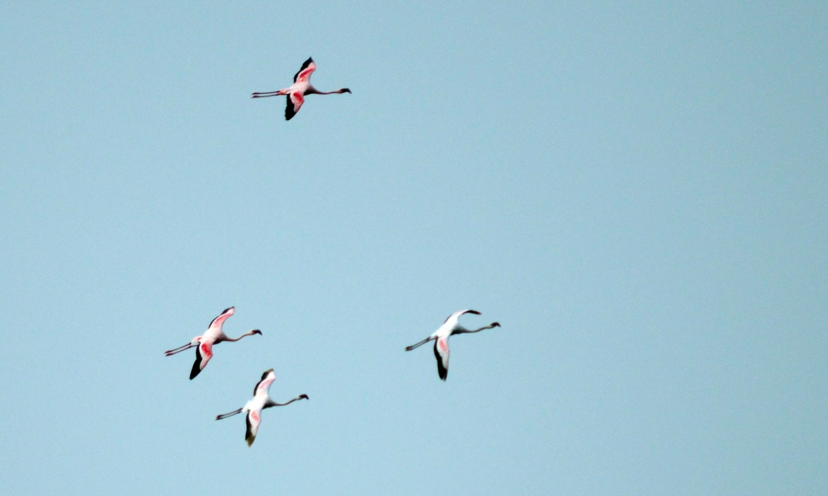 Flamingos in flight above Lake Nakuru National Park, Kenya