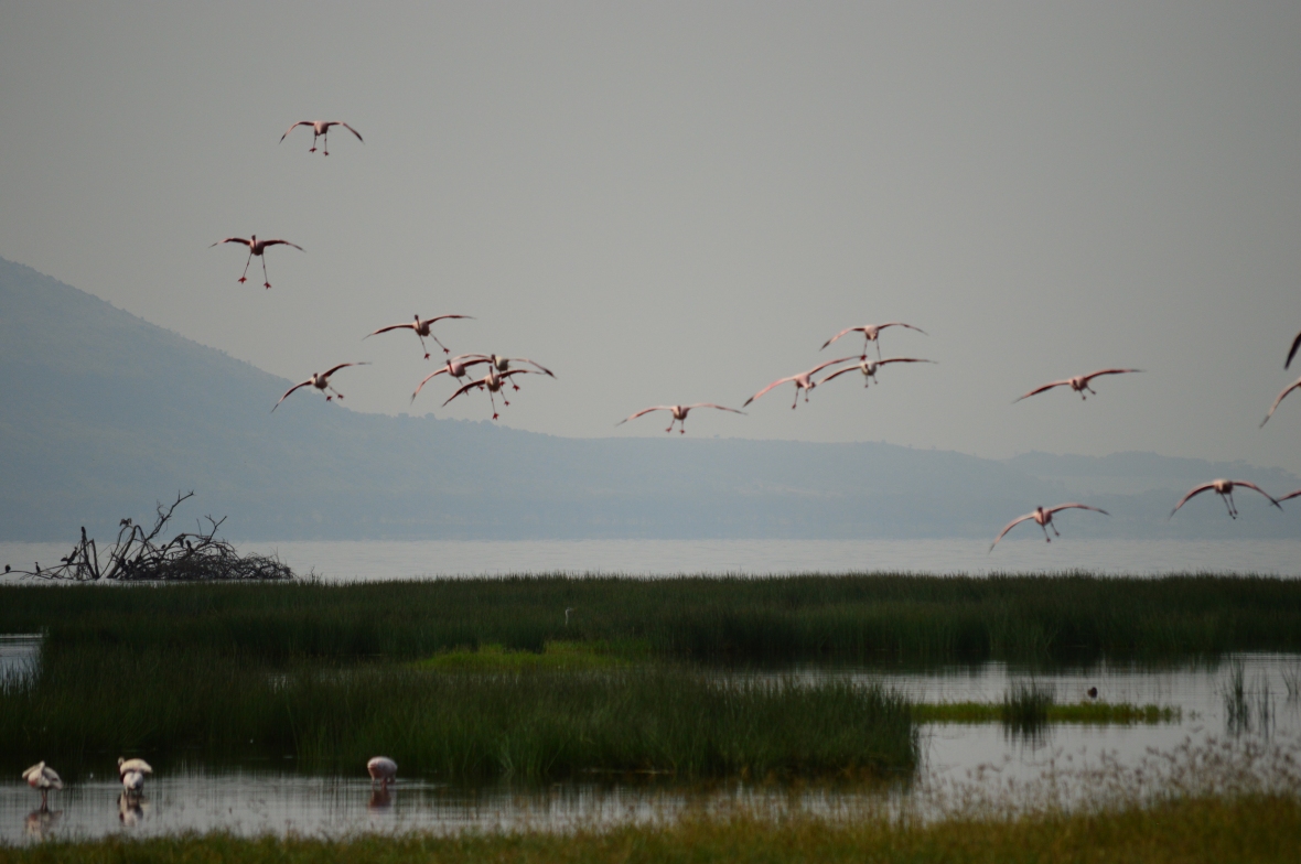 Flamingos prepare for landing in Lake Nakuru National Park, Kenya
