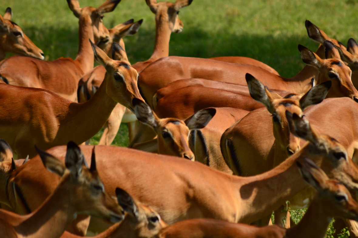 Impala herd in Lake Nakuru National Park, Kenya