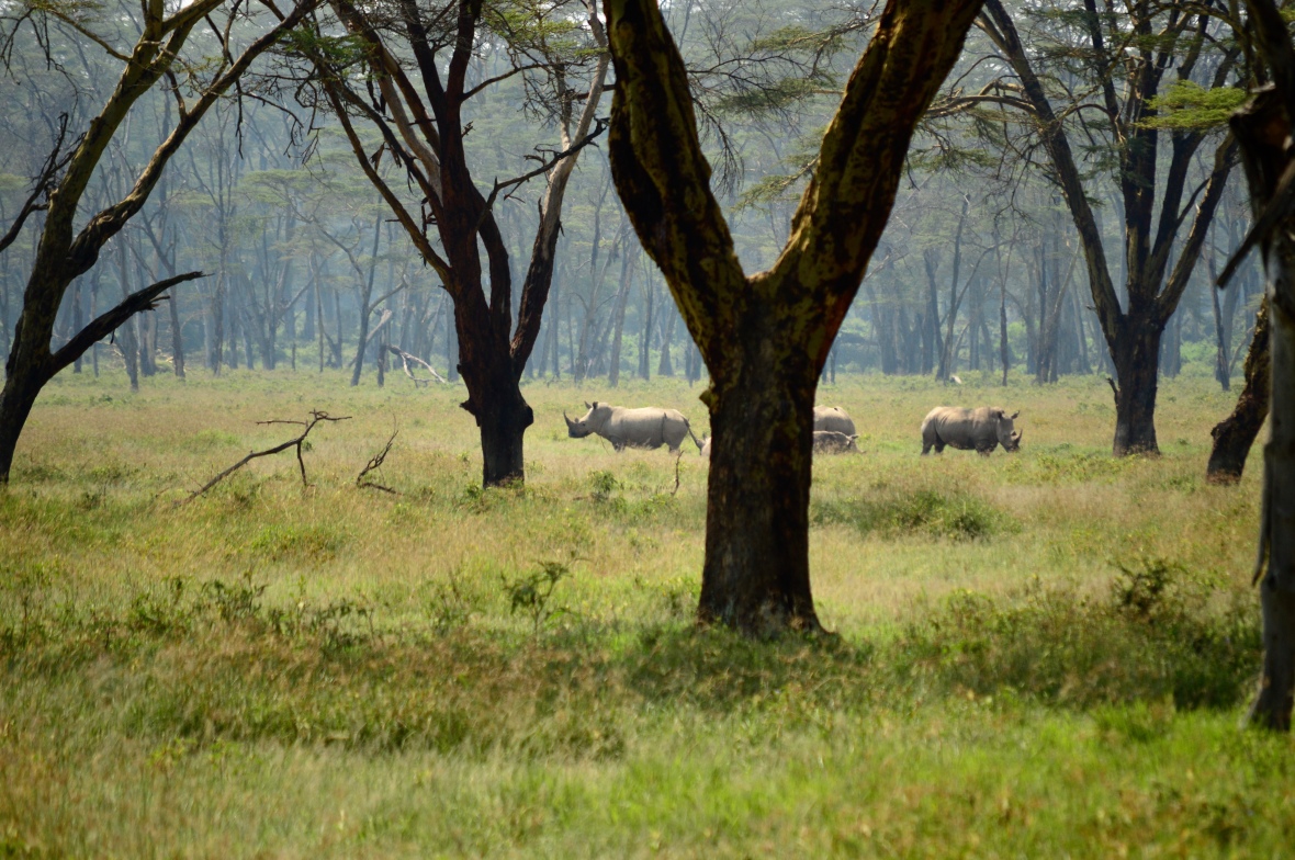 A group of endangered white rhinoceros in Lake Nakuru National Park, Kenya