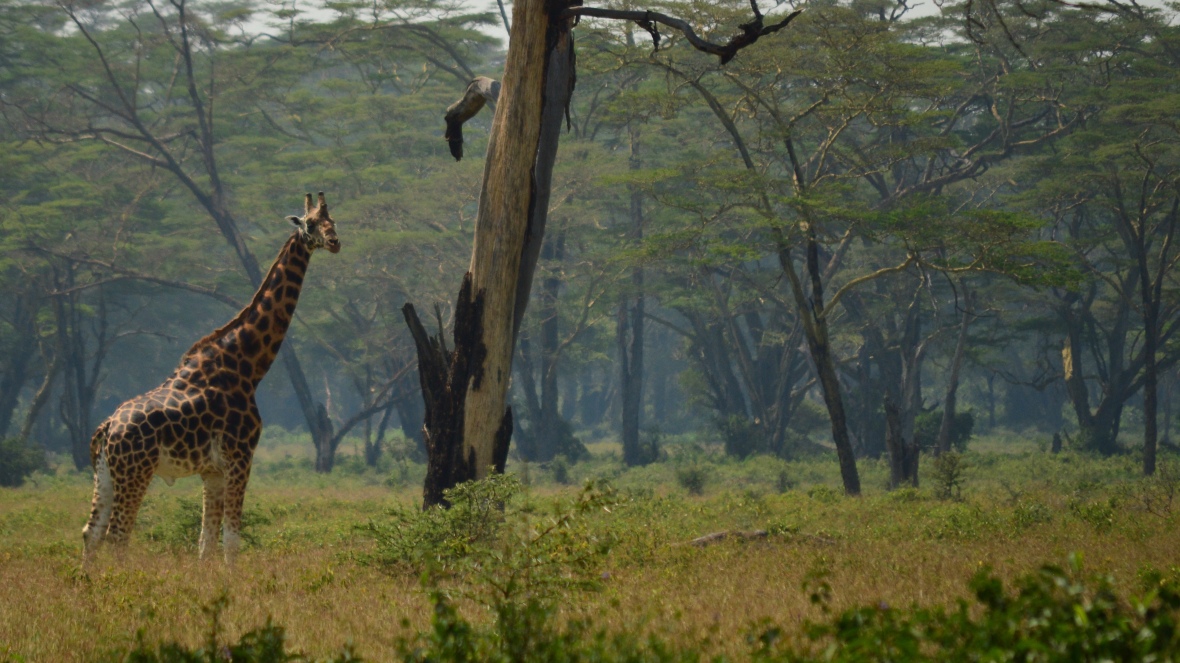 Giraffe in Lake Nakuru National Park, Kenya
