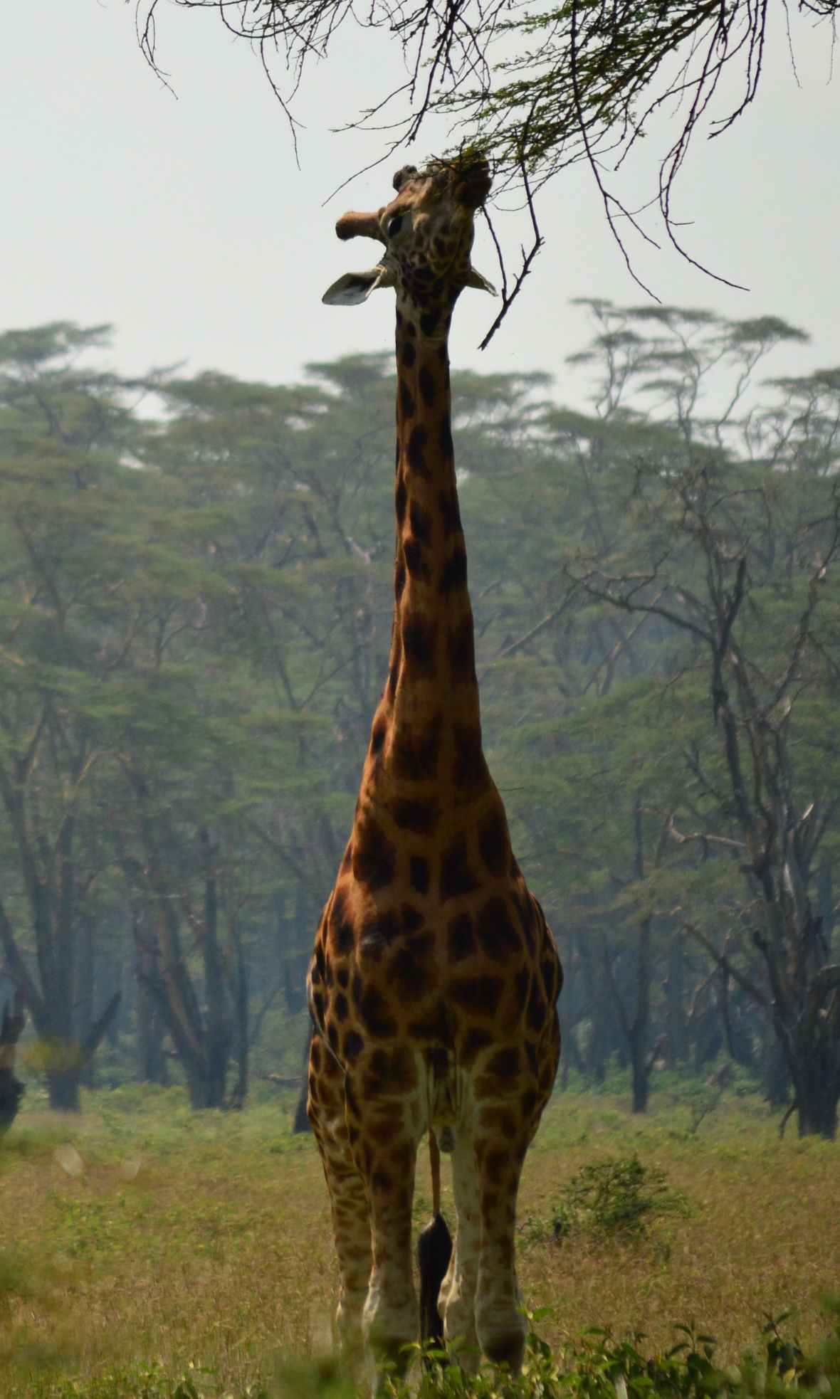Giraffe reaching for a bite in Lake Nakuru National Park, Kenya