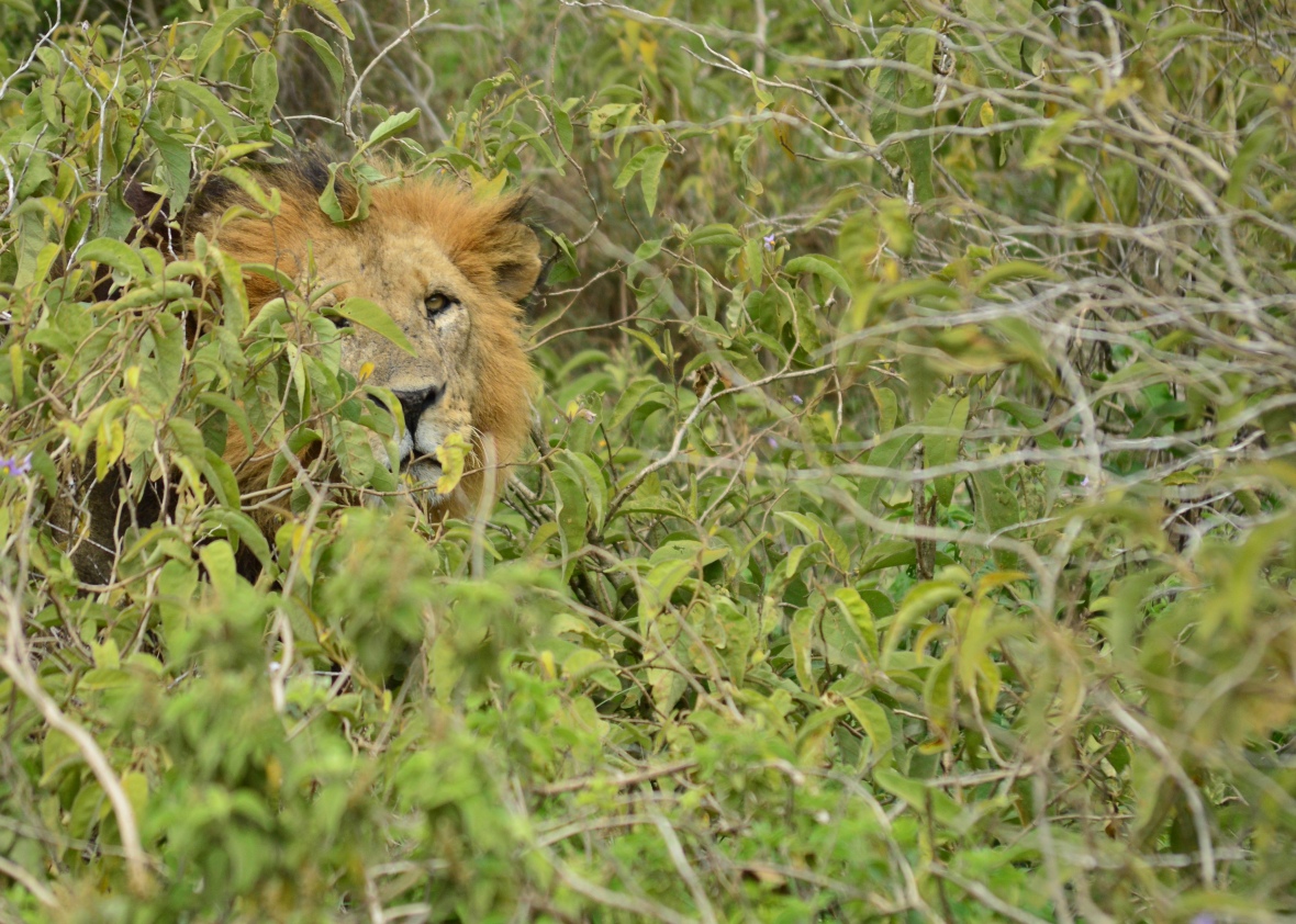 Male lion in Lake Nakuru National Park, Kenya