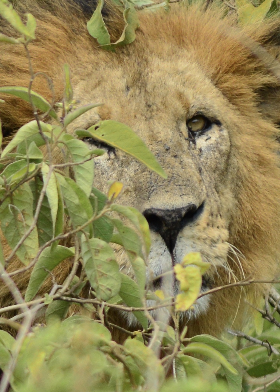 Male lion close-up in Lake Nakuru National Park, Kenya