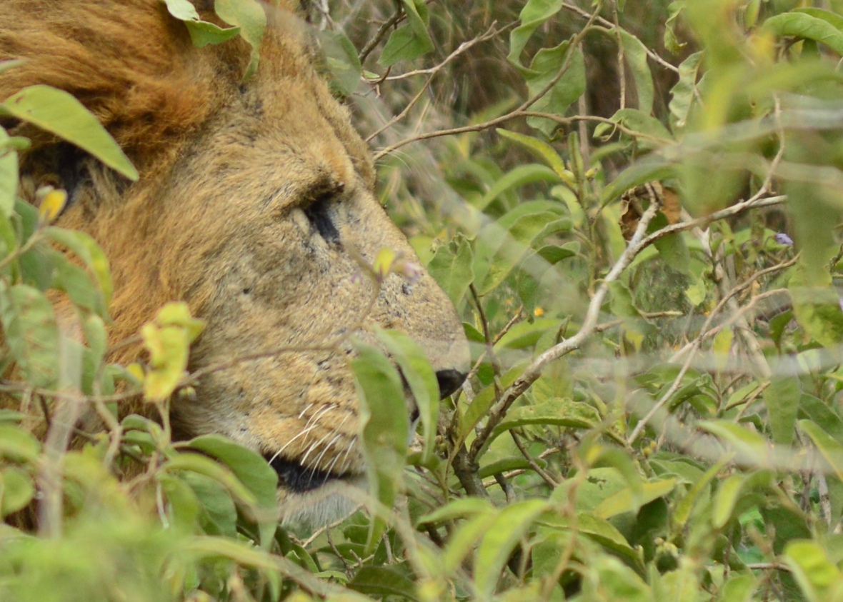 Male lion profile in Lake Nakuru National Park, Kenya
