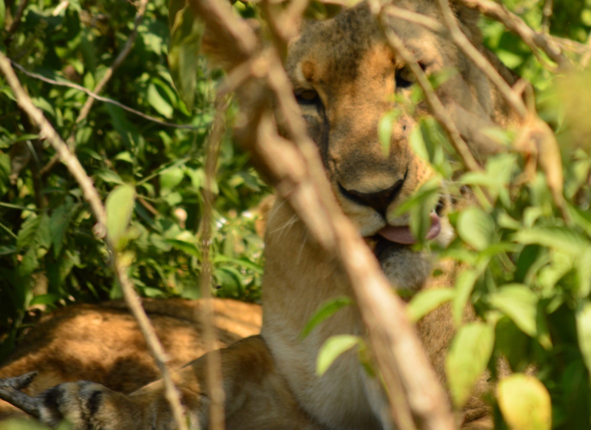 Female lion in Lake Nakuru National Park, Kenya