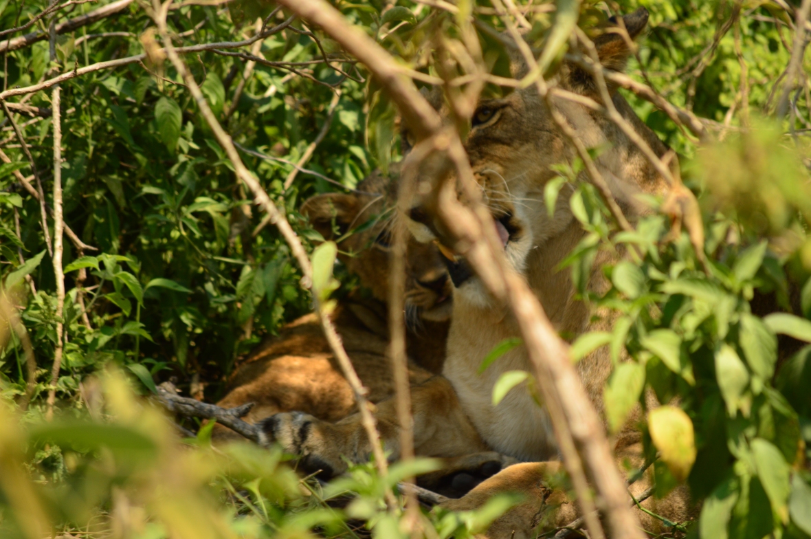 Female lion in bushes in Lake Nakuru National Park, Kenya